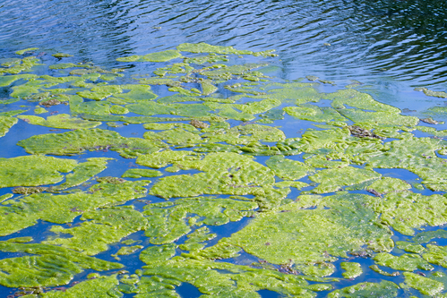 Climate Change Feeds Chesapeake Bay Algal Blooms