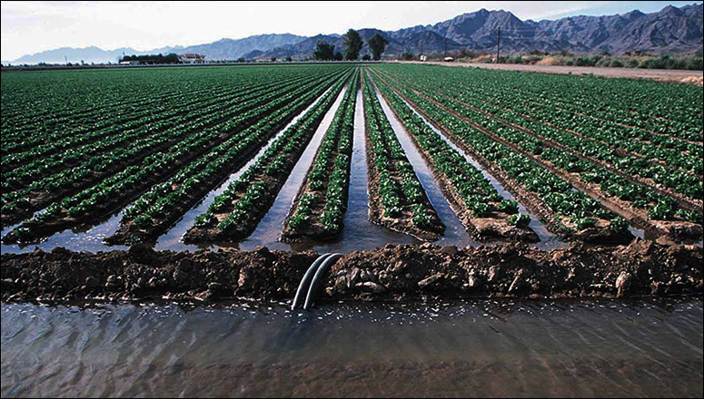 Opinion: Could More Commercial Crops Be Irrigated with Desalinated Water?