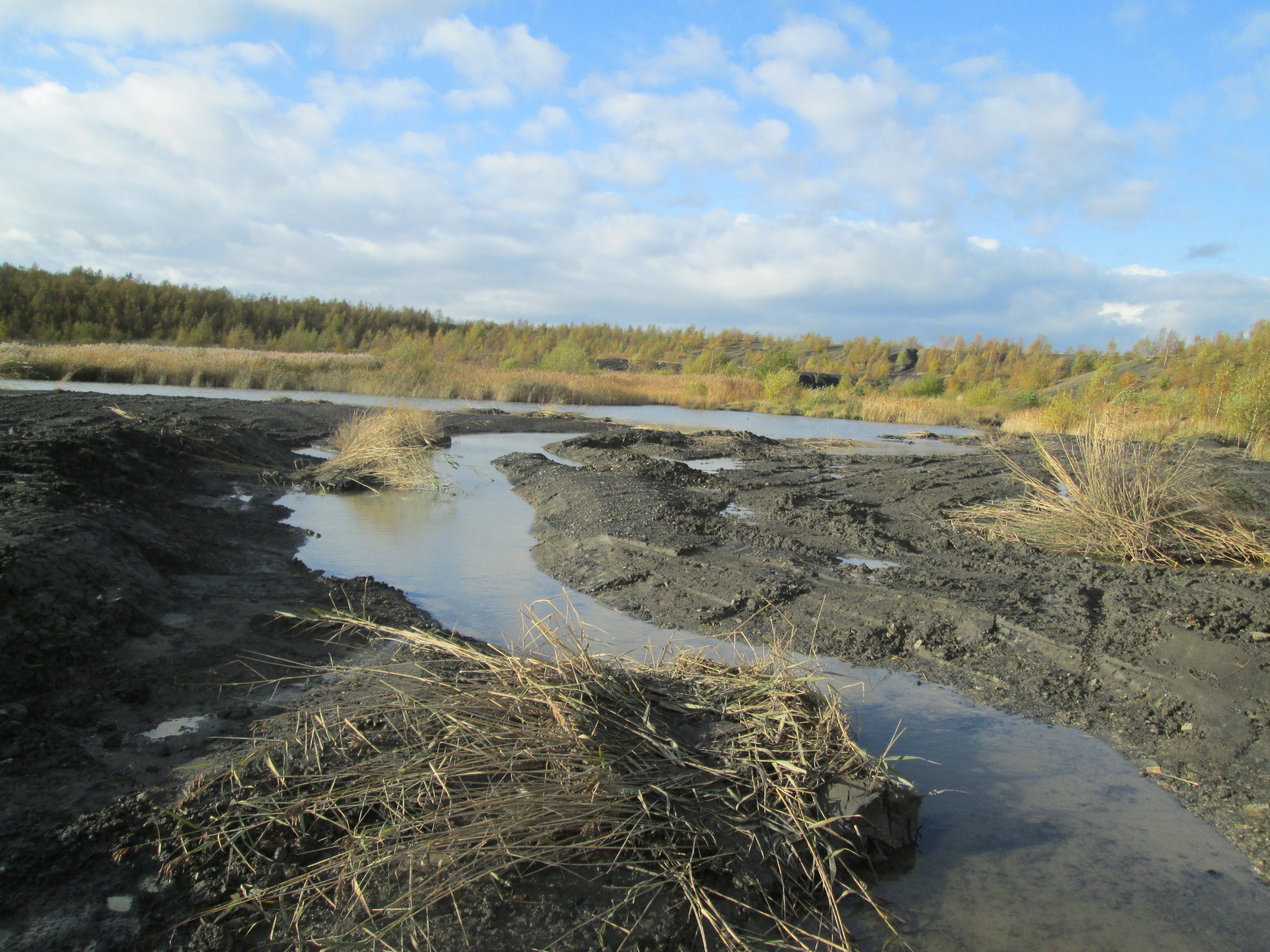 Reedbed Creation