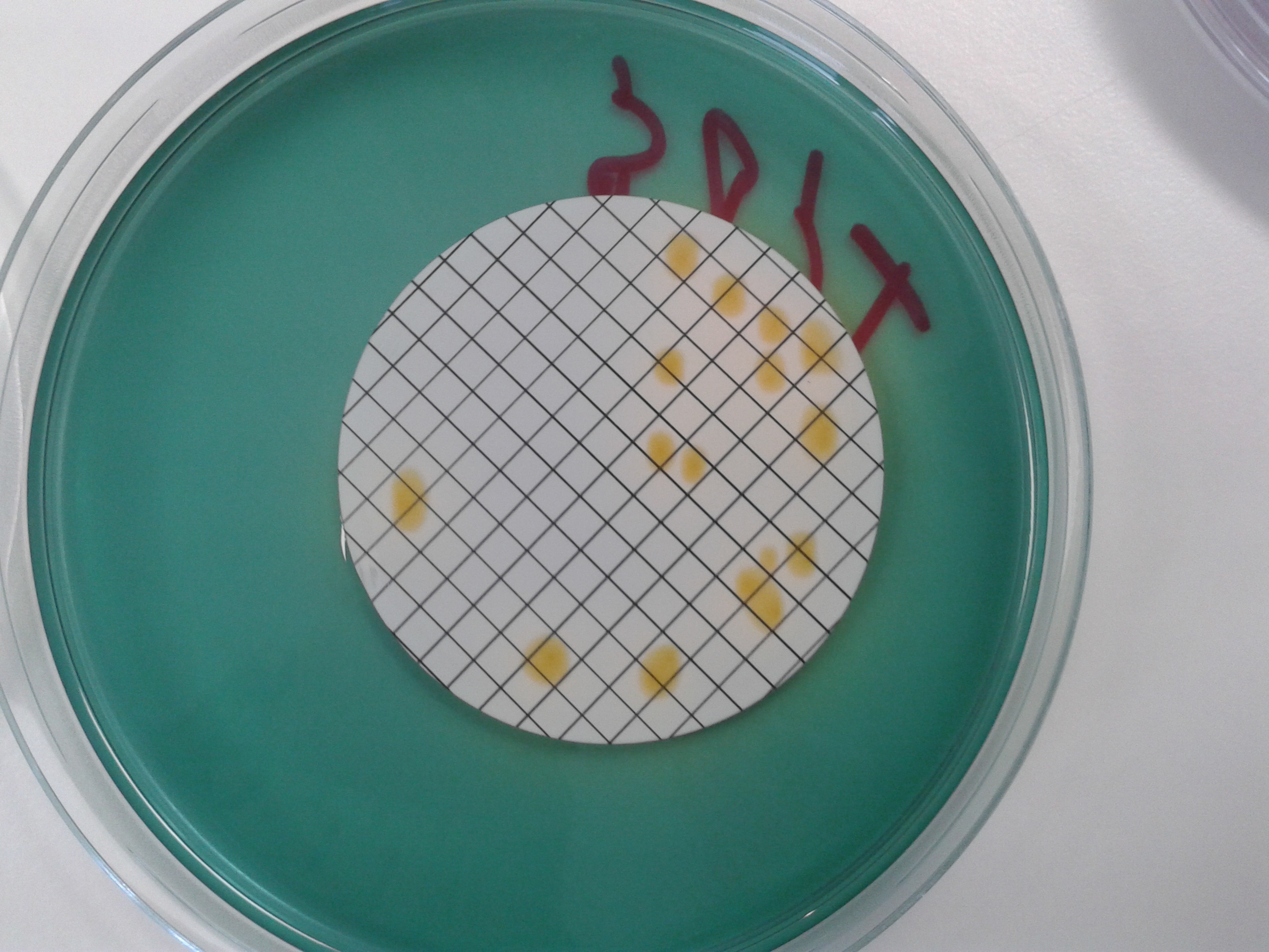 Microbiology