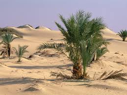 Reclamation of Desert Land in Egypt