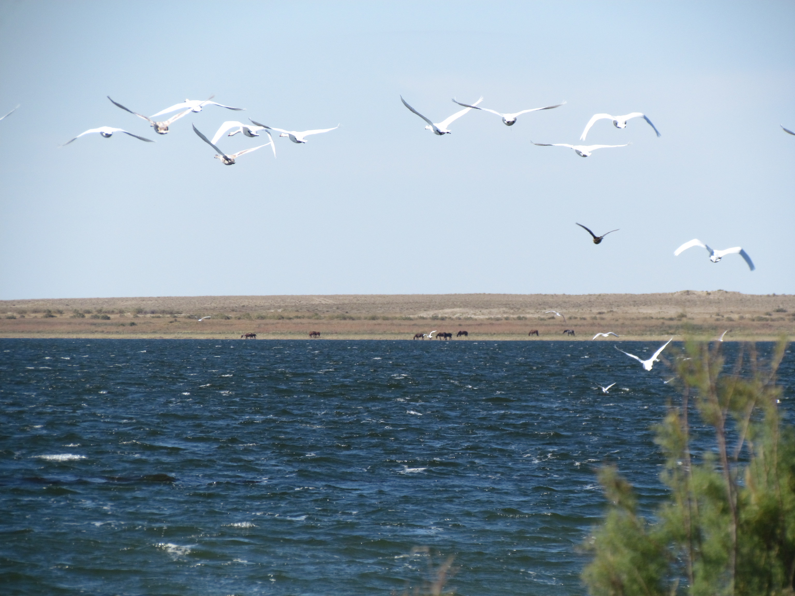 Syrdarya delta lakes system, Aral region, Kazakhstan