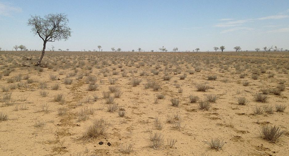 Future Heat Waves a Threat to Australian Plant Life