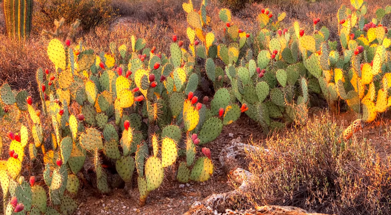 Desert Cactus Purifies Contaminated Water