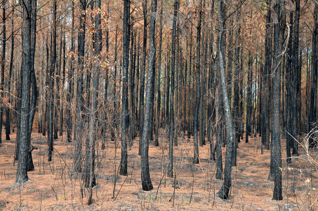 Which Trees Face Death in Drought?