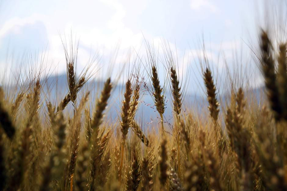 Farmers’ Perceptions of and Adaptations to Drought in Herat Province, Afghanistan