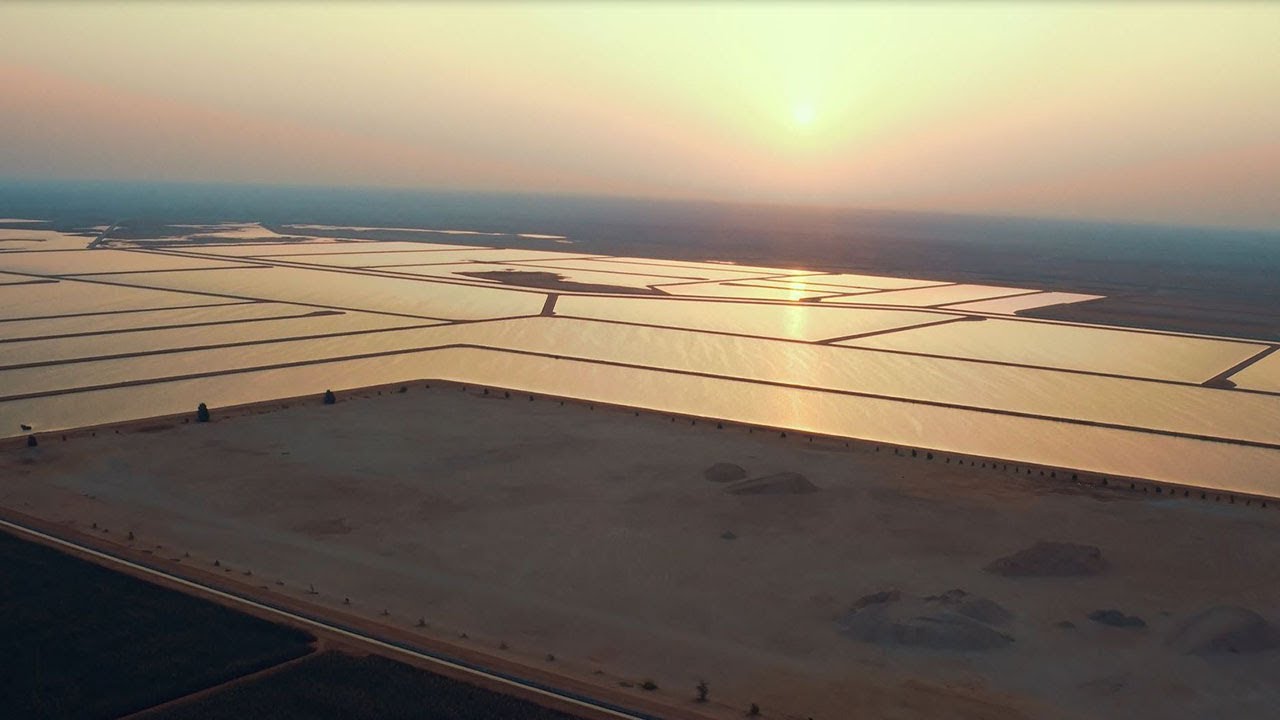 Using Reed Plants to Purify Water Contaminated with Oil (Bauer Resources Video)