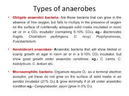 Obligate aerobes need oxygen ...