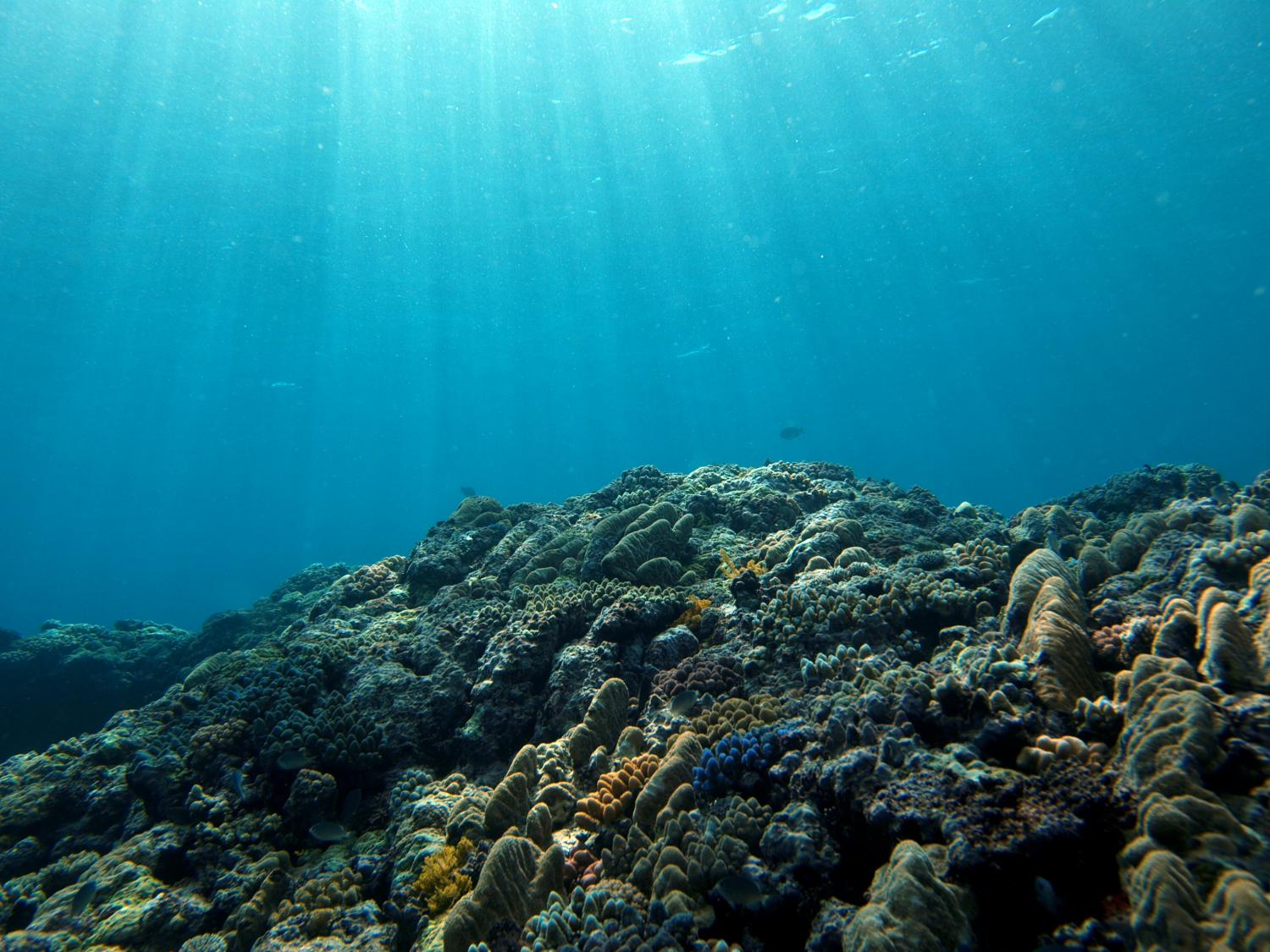 Oxygen Drain Will Be Apparent in Oceans by 2030s