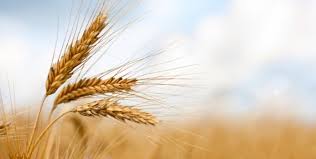 Barley that Thrives in Salty Soils