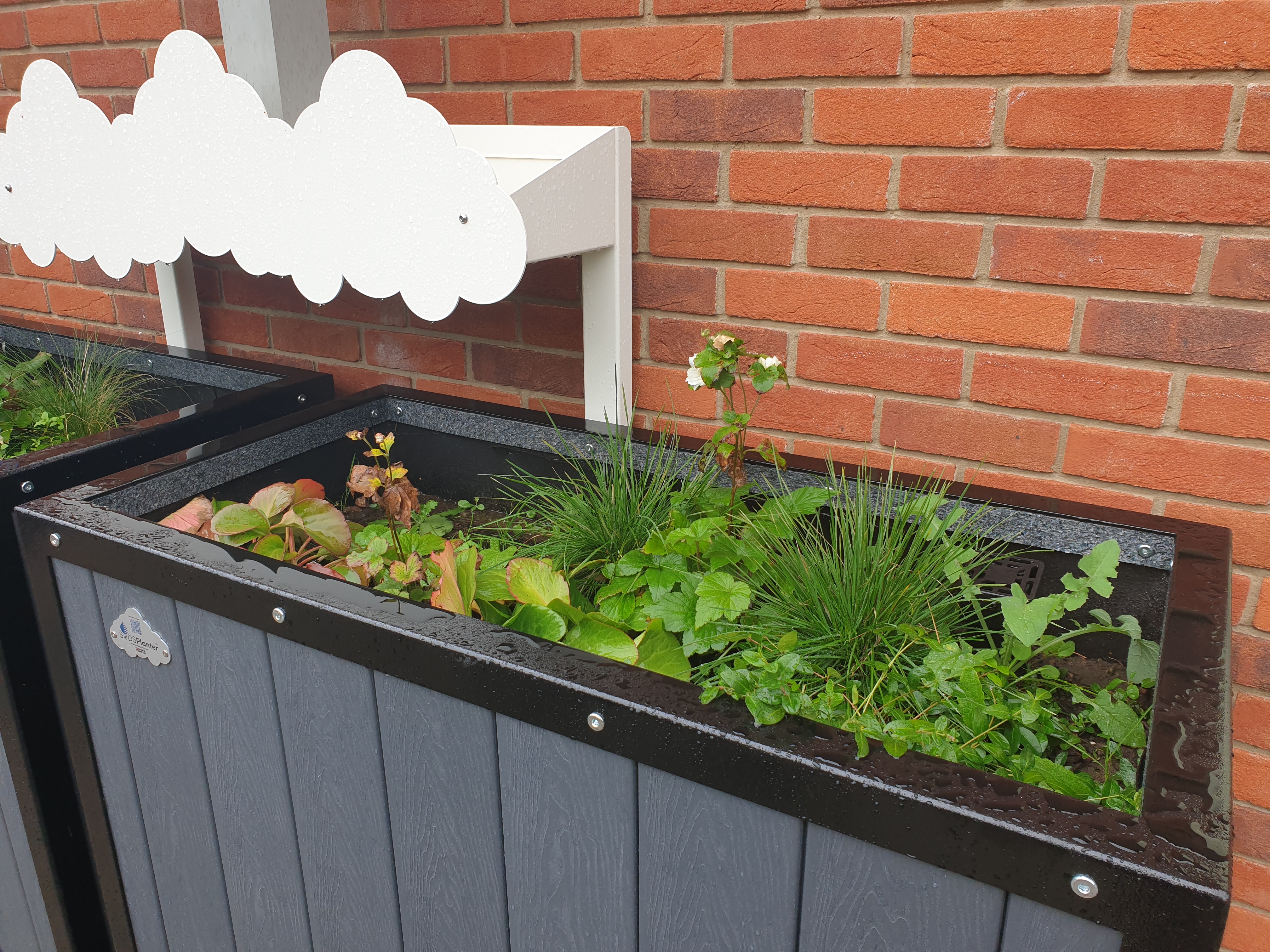 Rain gardens bring sustainable drainage lessons to village school