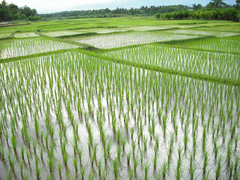 Rice-growing Experiment Will Cut Water Use, but Subtract from Habitat