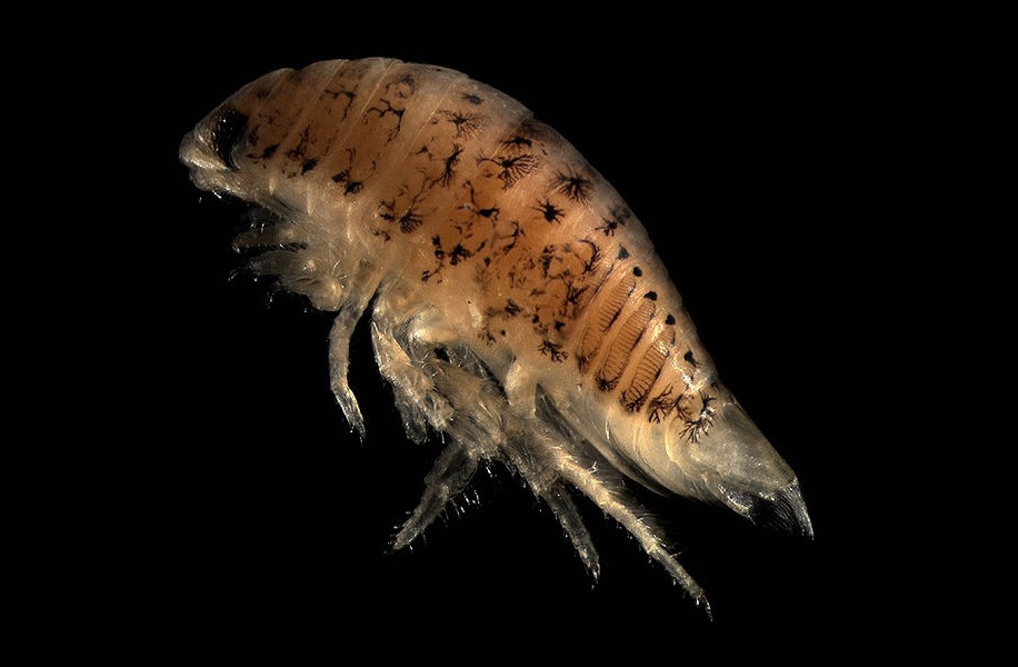 Sea lice control using LG Sonic ultrasound technology