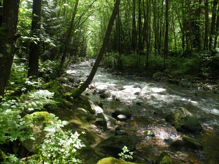 Nature Photos - Jillian Stewart