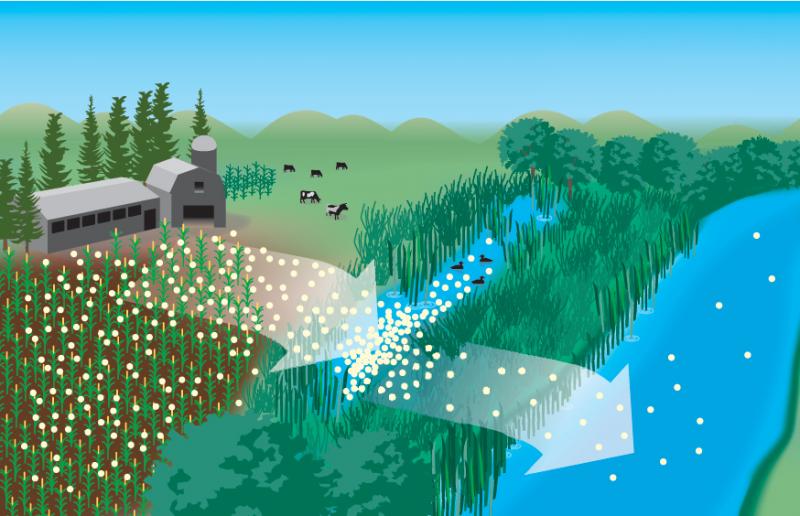 Biological Machine to Clean Farm Runoff