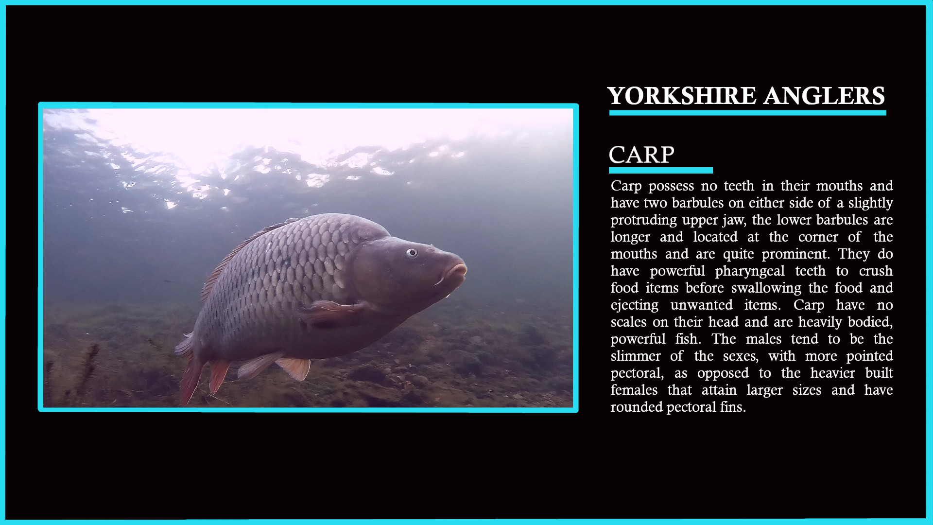 Freshwater Fish