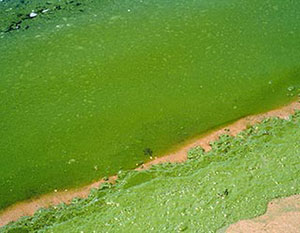 Nutrient Pollution Causes Algal Bloom in Lake Baikal