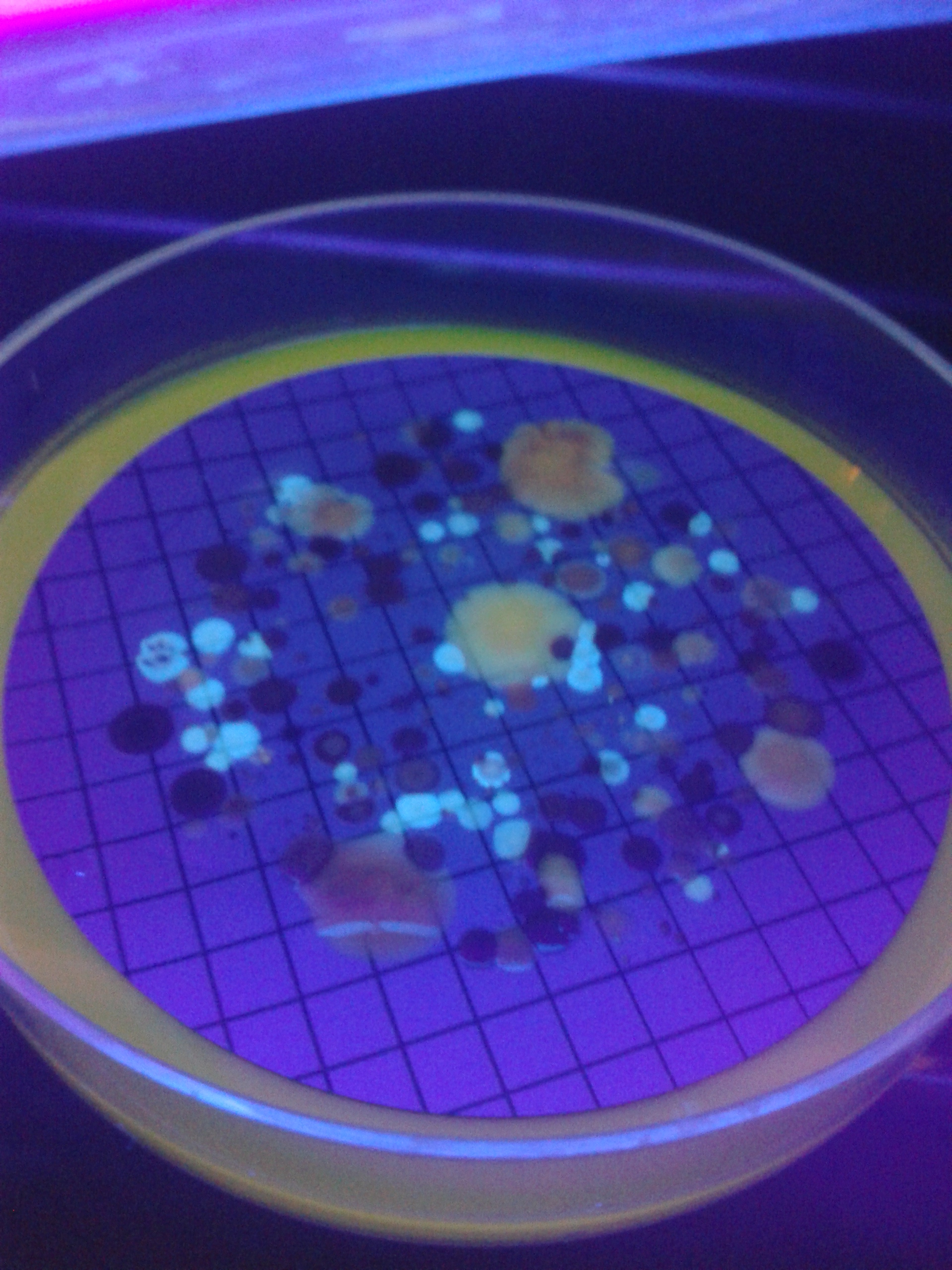 Microbiology