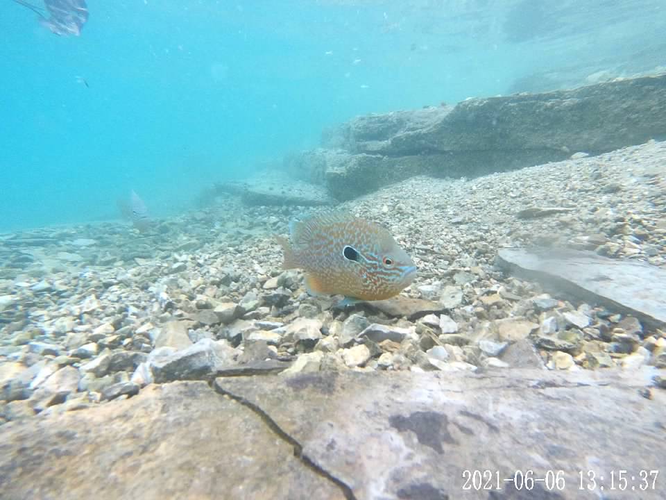 Freshwater Fish Photography