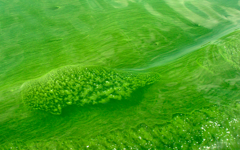 Toxic Algal Blooms in Their True Colors