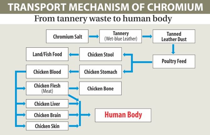 Chrome tanning is the most ...