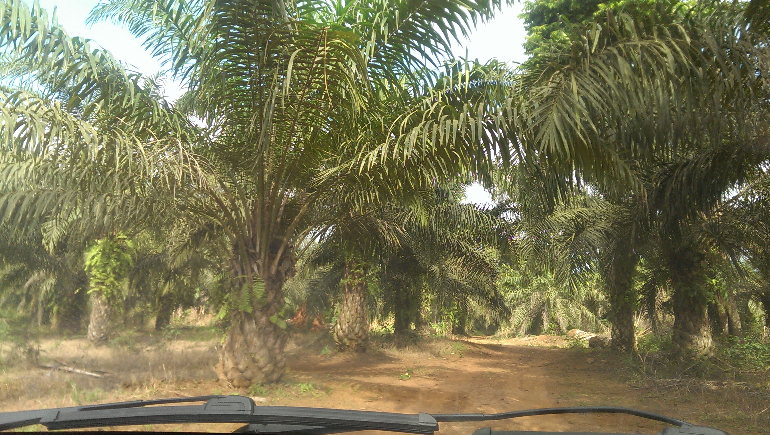 palm plantation