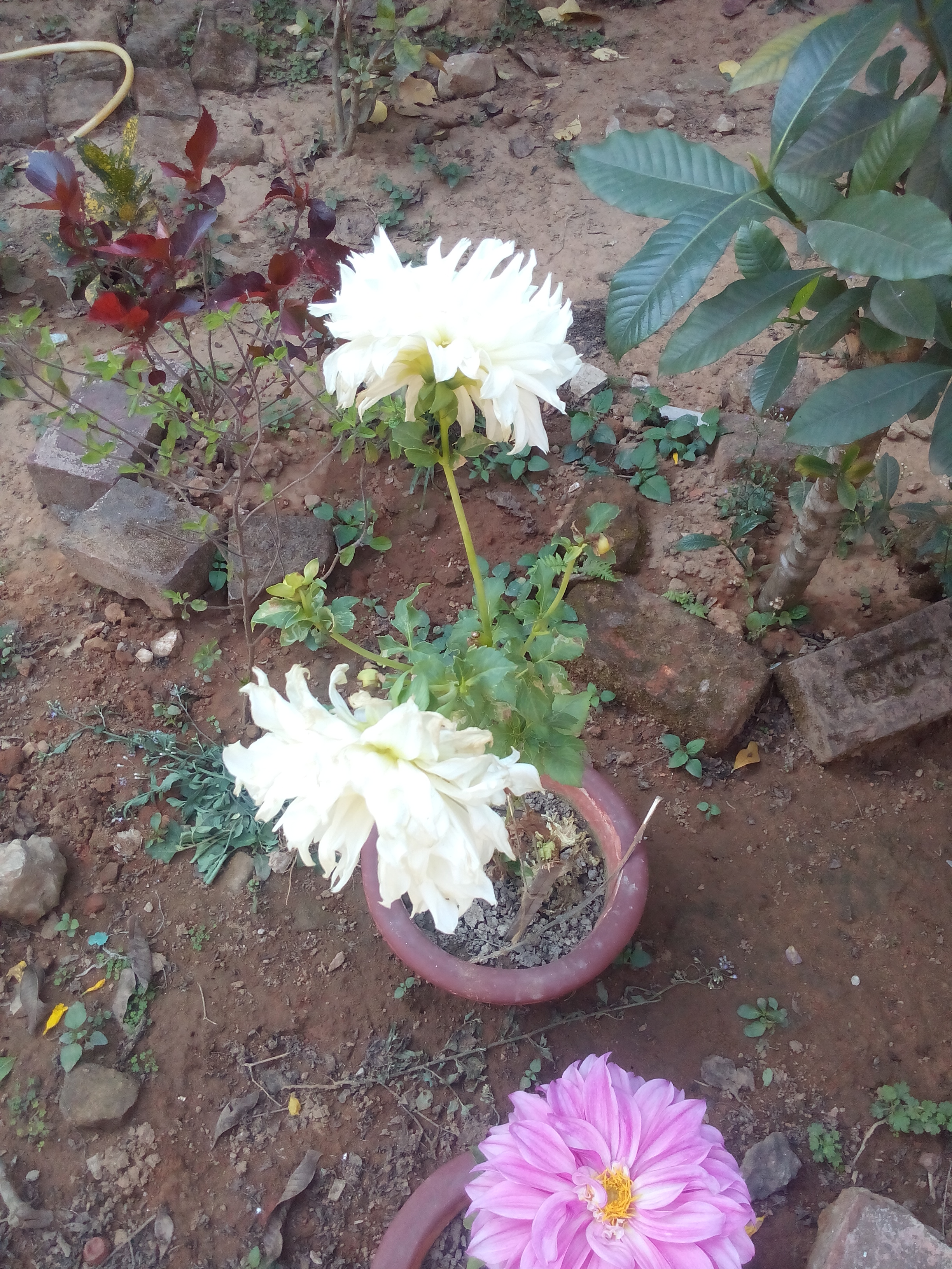 Rooftop plantation