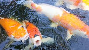 Converting wastewater into aqua feed protein