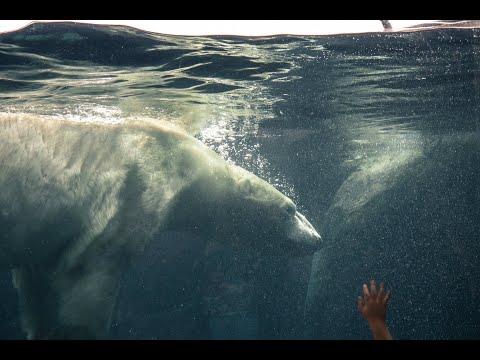 The Polar Bear Inspires a Nanostructured Membrane Capable of Desalinating Water (Video)