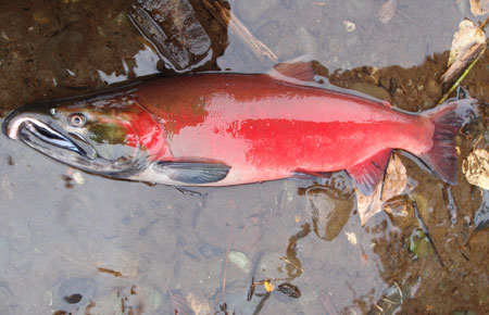 Coho Salmon Affected by Urban Pollution