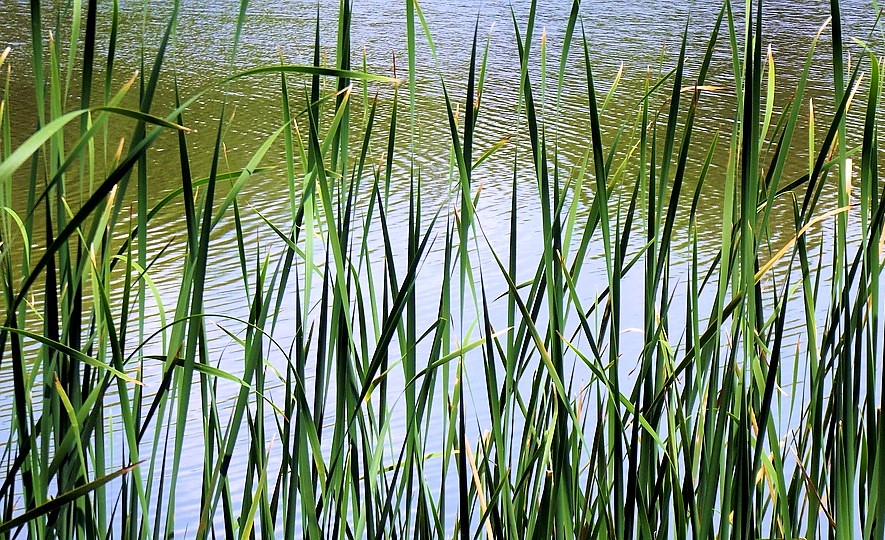 IBM’s ‘Smart’ Lake could be the Solution to Deadly Red Tides