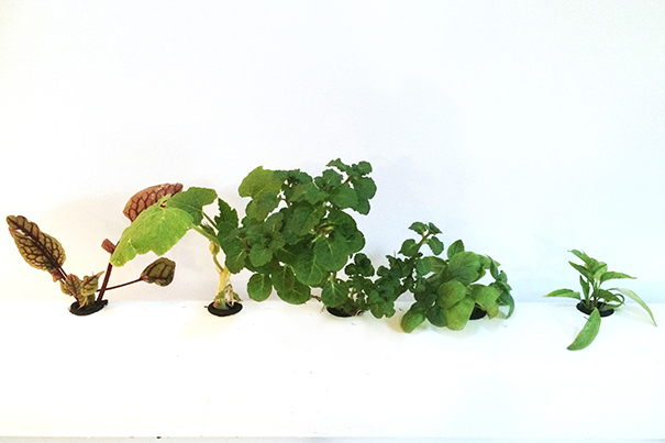 Discovering soil-less farming