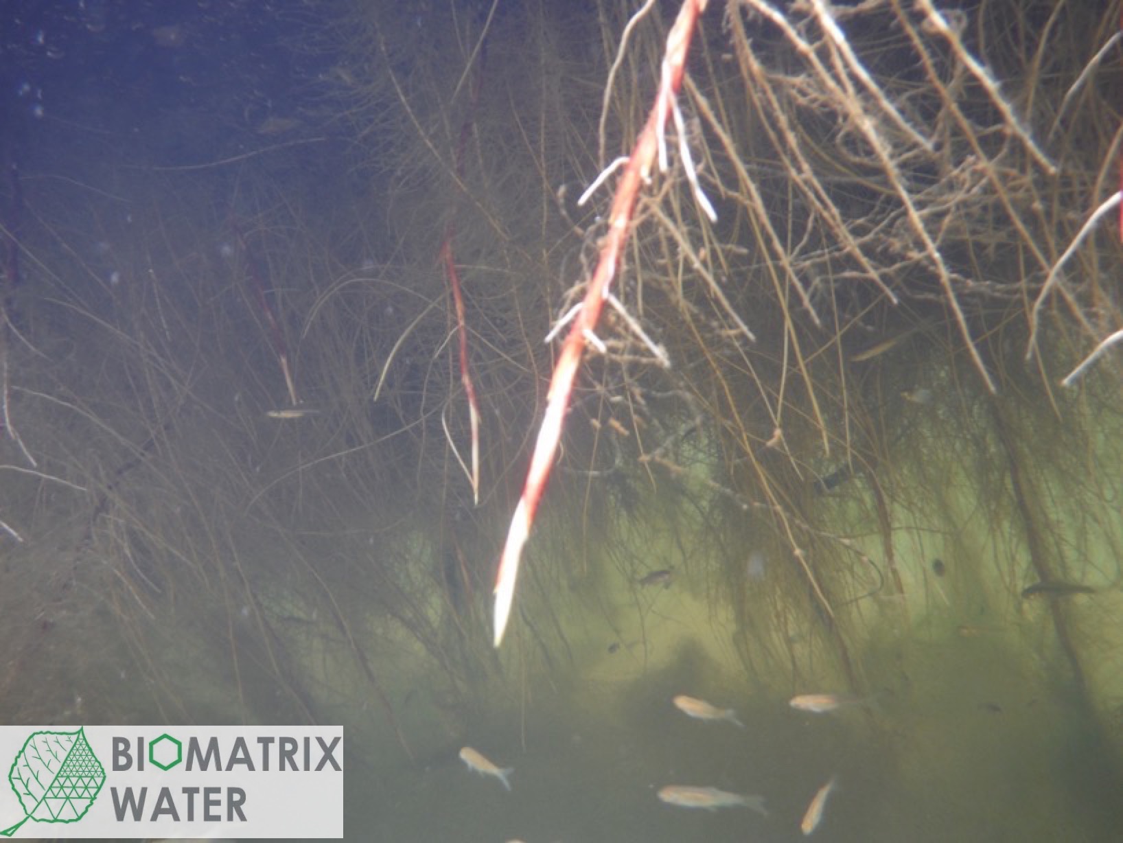 Floating ecosystems