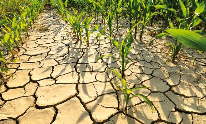 How Global Warming Affects Crop Nutrient Quality
