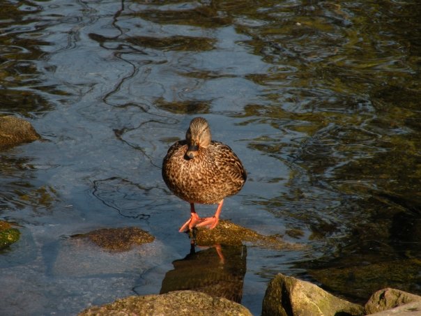 Nature Photos - Jillian Stewart