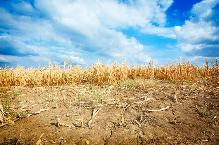 The Future Of Food In A Water-Scarce World
