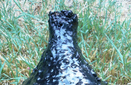 Scientists Study Ancient Exposure to Chemicals