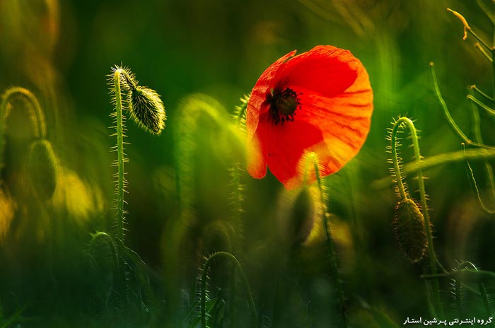 fatemeh sasani, water and soil projects office - water expert and phd student in irrigation and drainage field