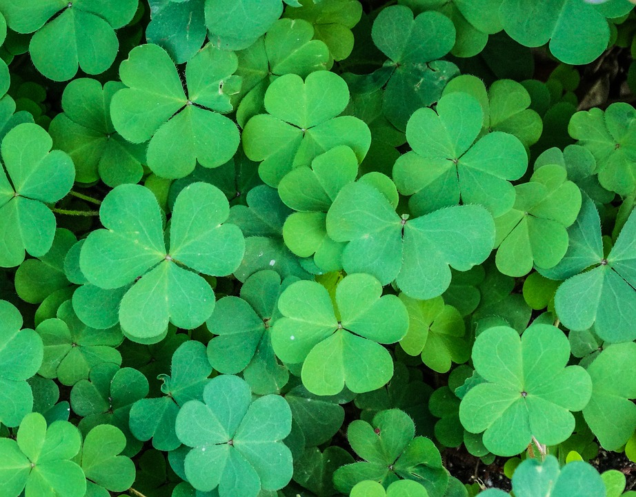 Decoding Clover DNA Leads to Better Livestock Productivity