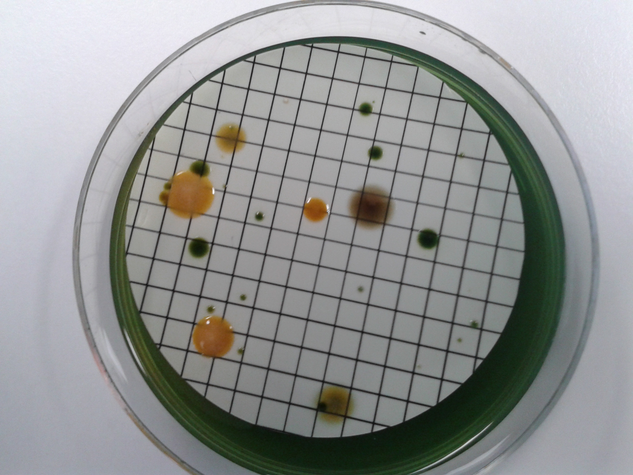Microbiology