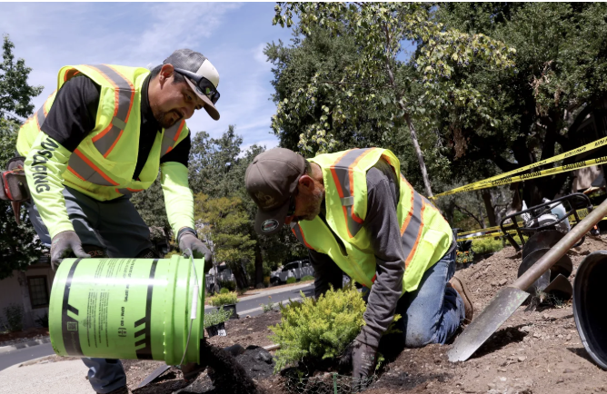 A new California law will ban watering decorative grass, even in non-drought years, starting Jan. 1Schools, cities and counties will be affected...