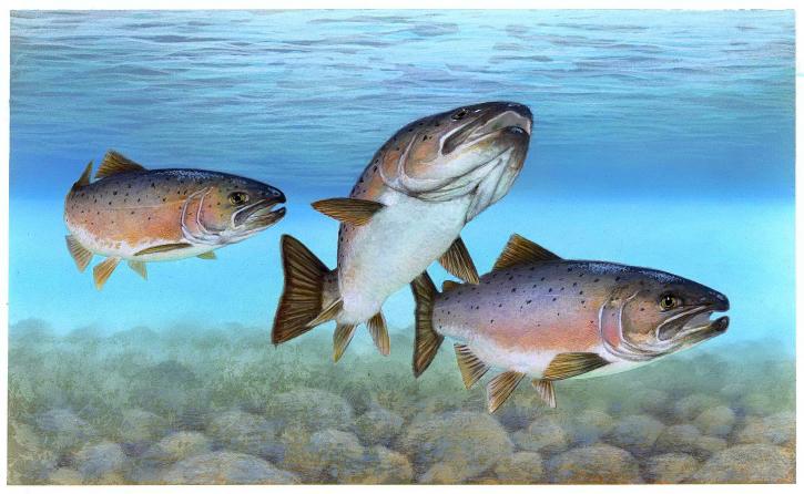 Japanese, Land-based Salmon Farm to Use Bacteria to Clean Water