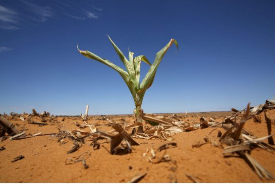 For Normally Stoic Farmers, the Stress of Climate Change can be Too Much to Bear