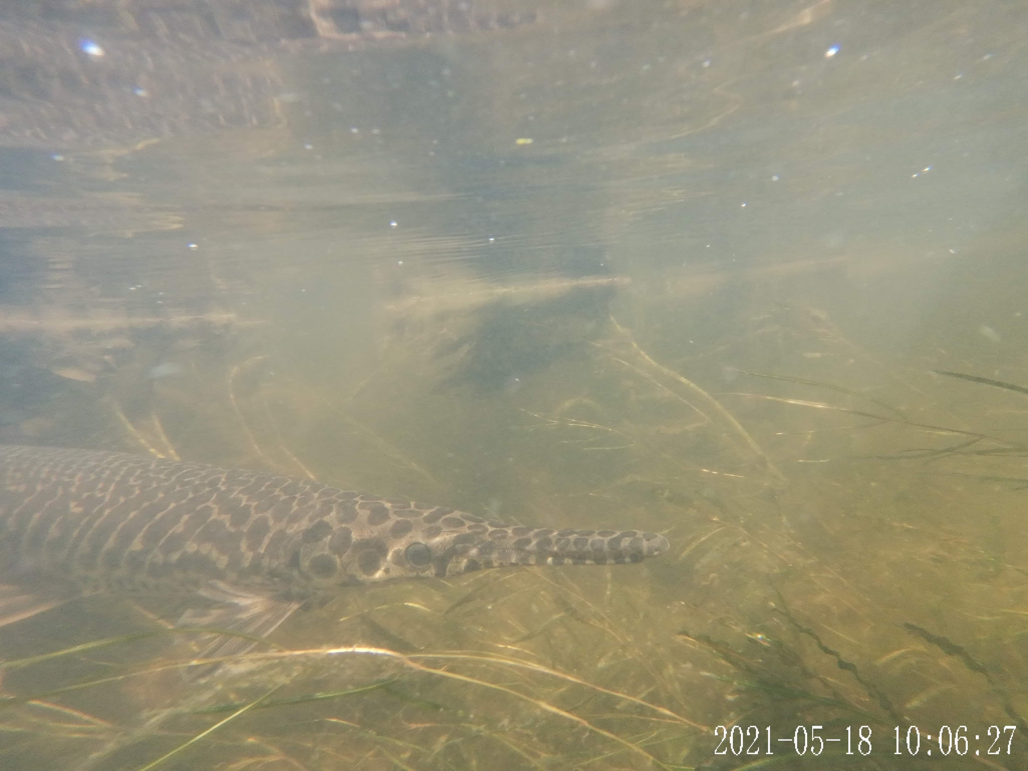 Freshwater Fish Photography