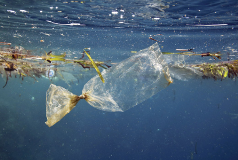 PETCO Takes a Lead in Addressing Marine Waste in Africa