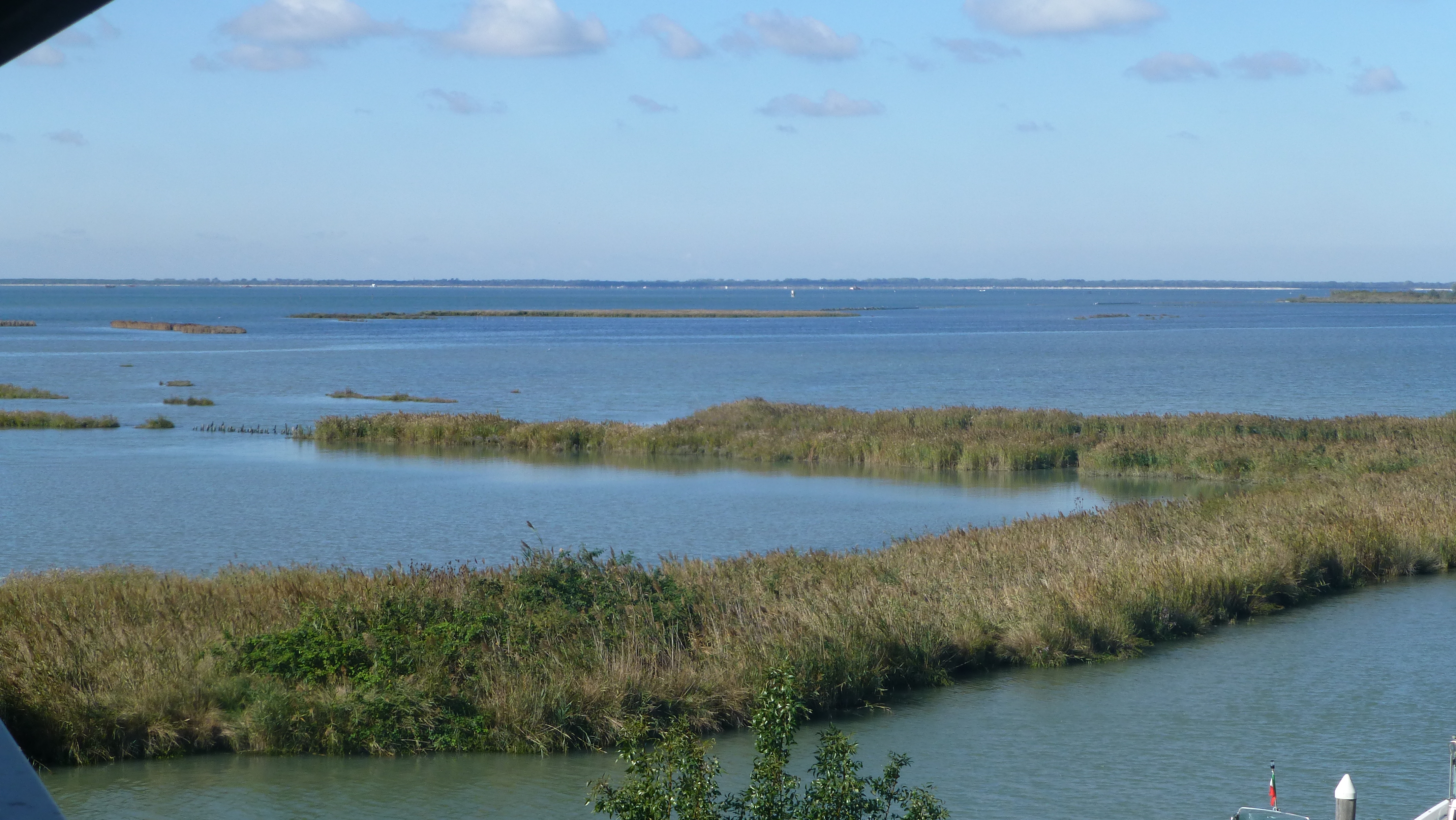 Wetlands: restoration of Phragmites australis area