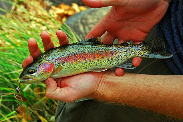 Field Guide Highlights the Need to Conserve Pristine Waters