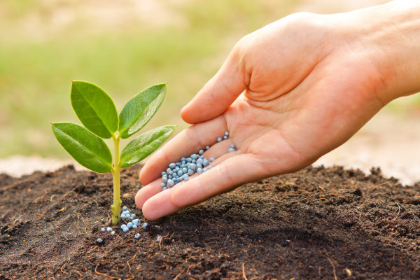 Fertilizer Applied to Fields to Pollute Water for Decades