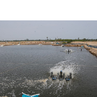 KALIAPERUMAL ALAGU, SHRIMP FARM MANAGER