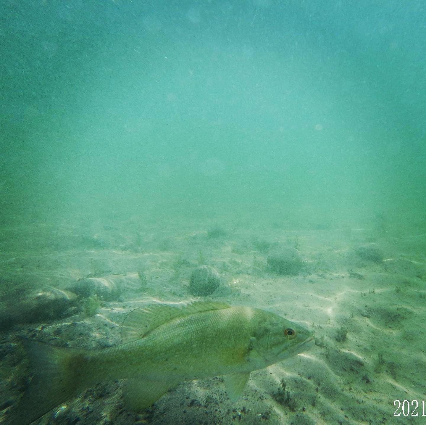 Freshwater Fish Photography